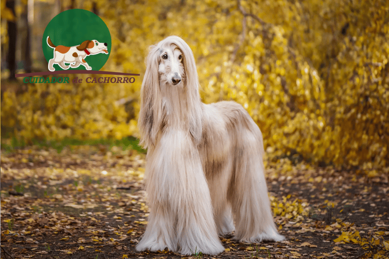 Cachorro Afghan Hound, o Galgo Afegão