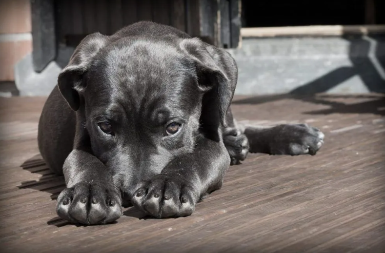 Cachorro Ansiedade e Medo