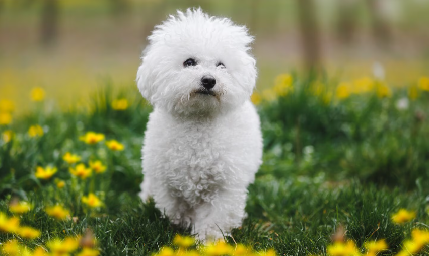 Cachorro Bichon Frisé