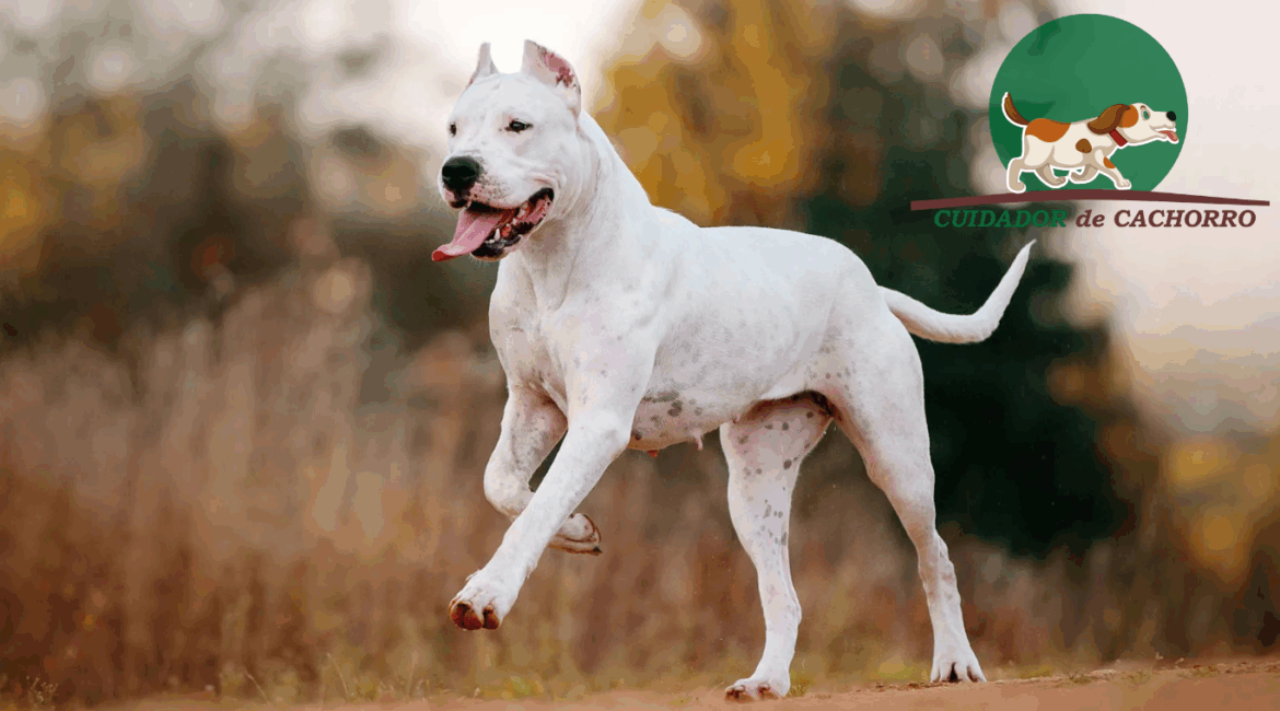 Cachorro Dogo Argentino