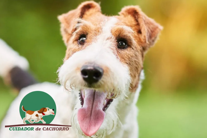 Cachorro Fox Terrier
