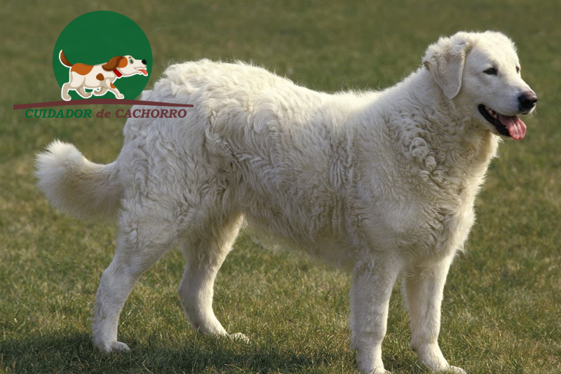 Cachorro Kuvasz