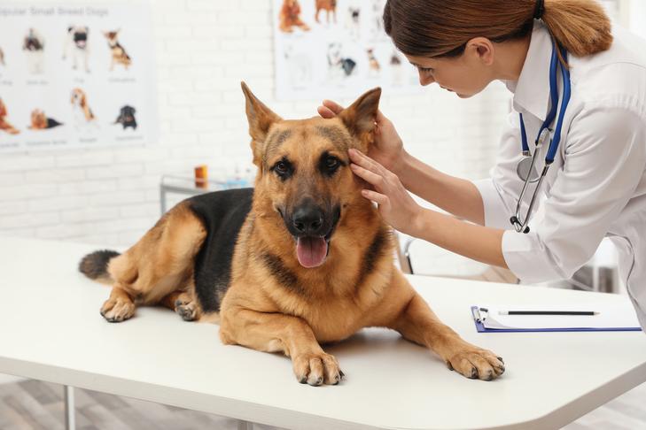 Cachorro Pastor Alemão fazendo um check-up no veterinário
