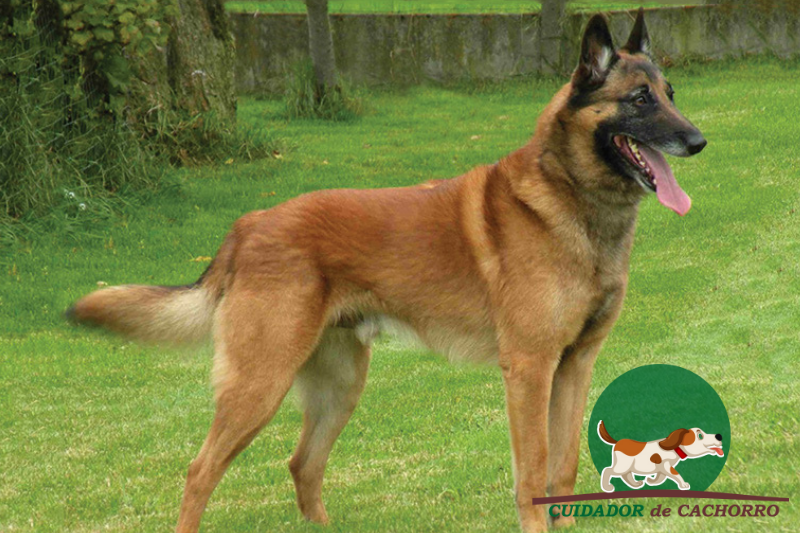 Cachorro Pastor Belga Malinois