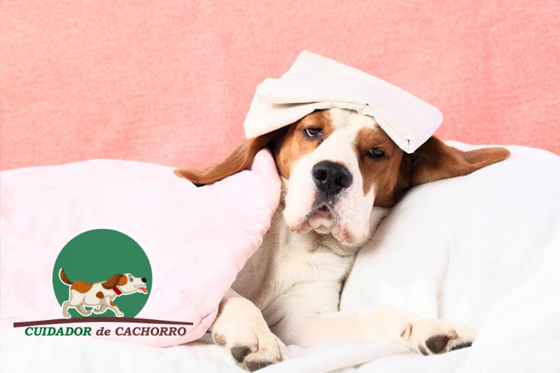 Cachorro com febre