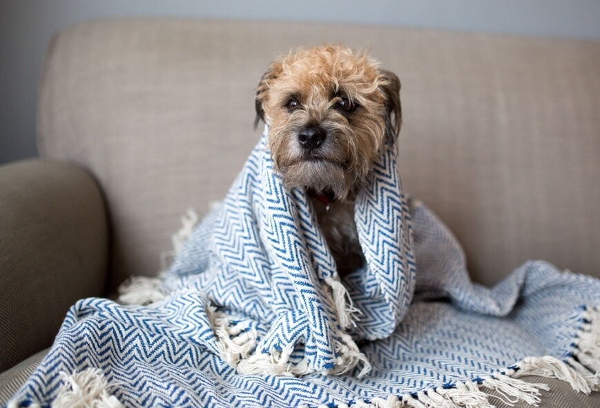 Cachorro com frio