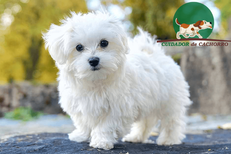 Cachorro mini