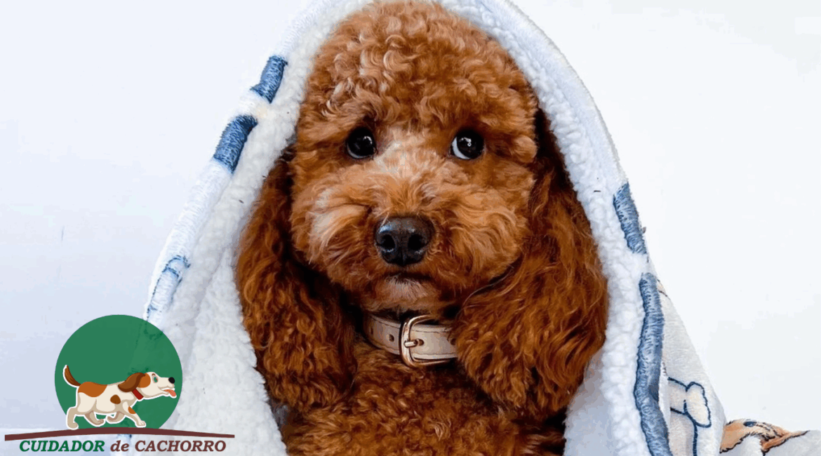 Cachorro tremendo