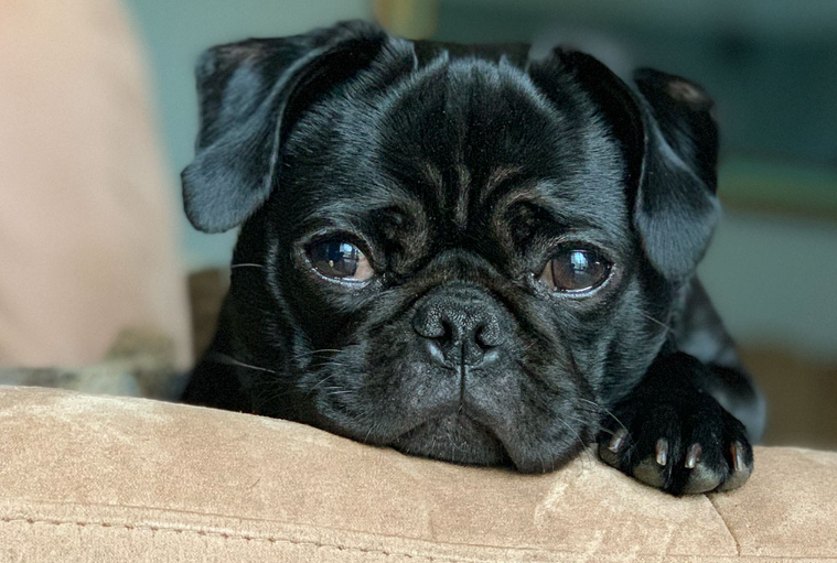 Cachorro triste com saudade do dono