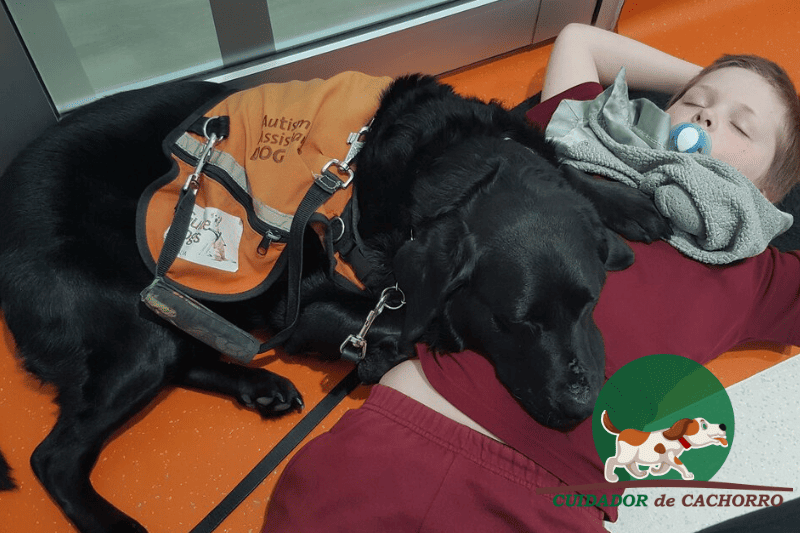 Cães de assistência para autistas