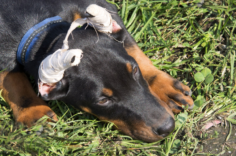 Cão com orelhas cortadas e enfaixadas
