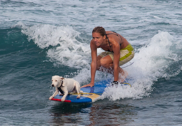 Cão surfando no litoral