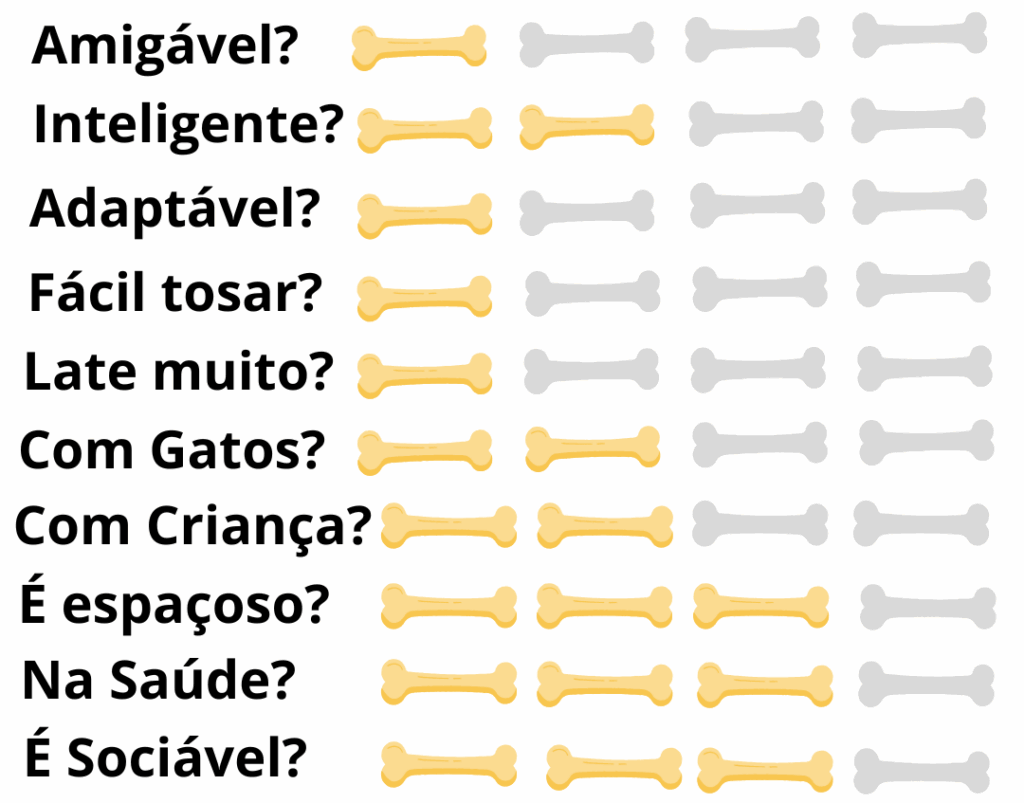 Caracteristicas-Fisicas-Cachorro-Afghan-Hound-o-Galgo-Afegão