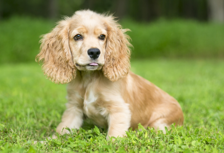 Cocker Spaniel fofo