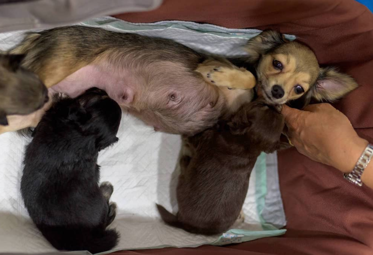 Como Evitar a Eclâmpsia em Cachorro