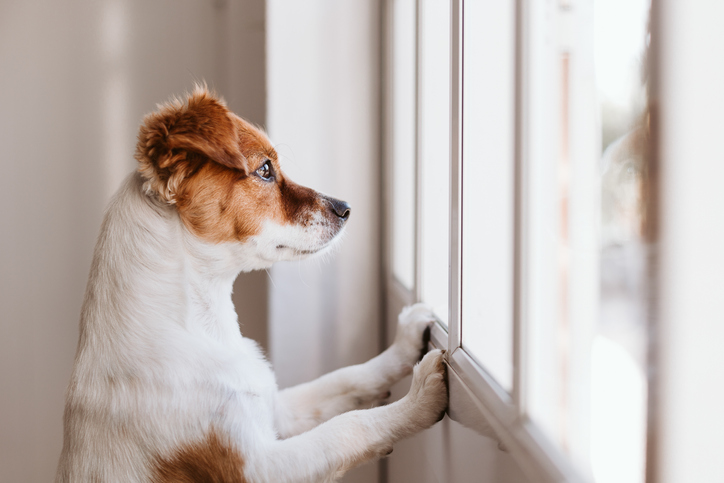 Como Funciona a Noção de Tempo dos Cães