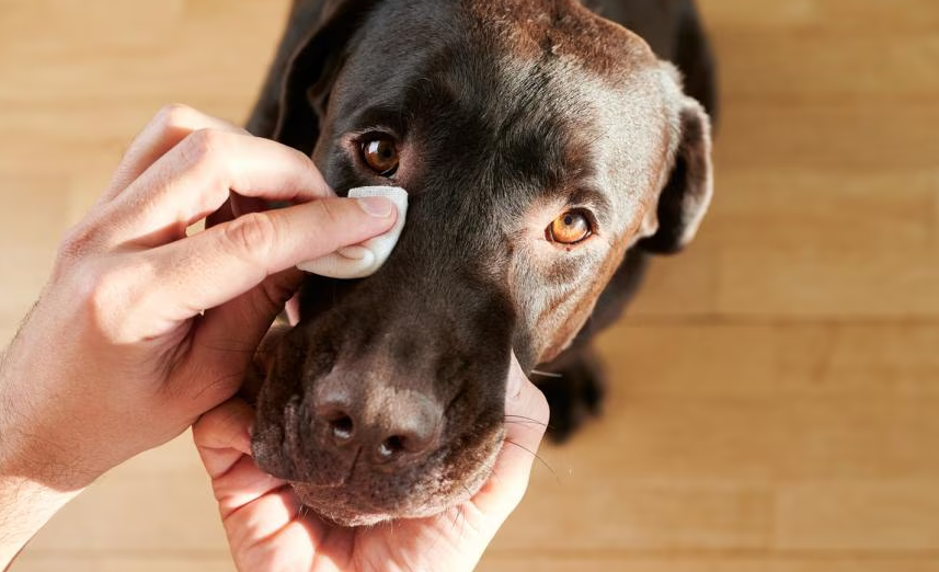 Como cuidar do olho de cachorro remelando