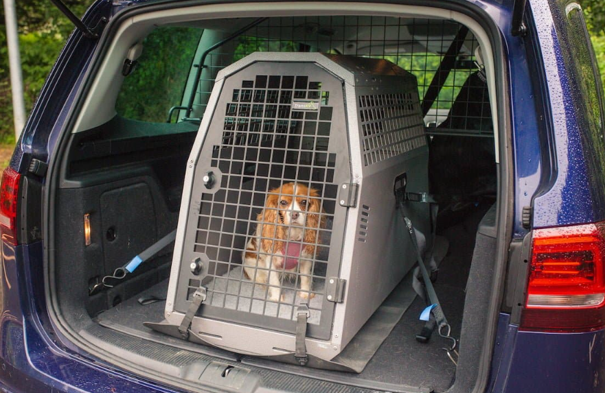 Como transportar seu pet com segurança
