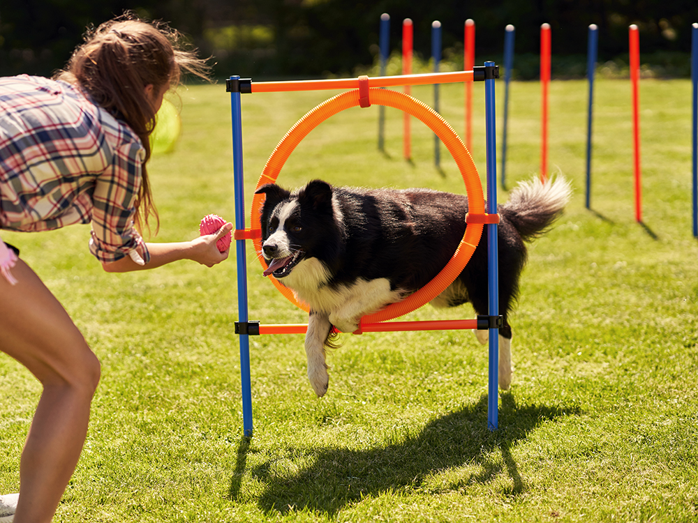 Corrida com obstáculos para cachorro