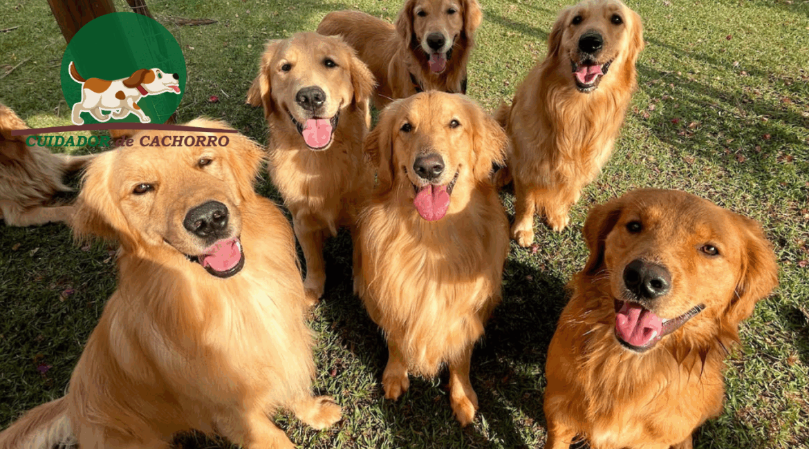 Curiosidades sobre o golden retriever