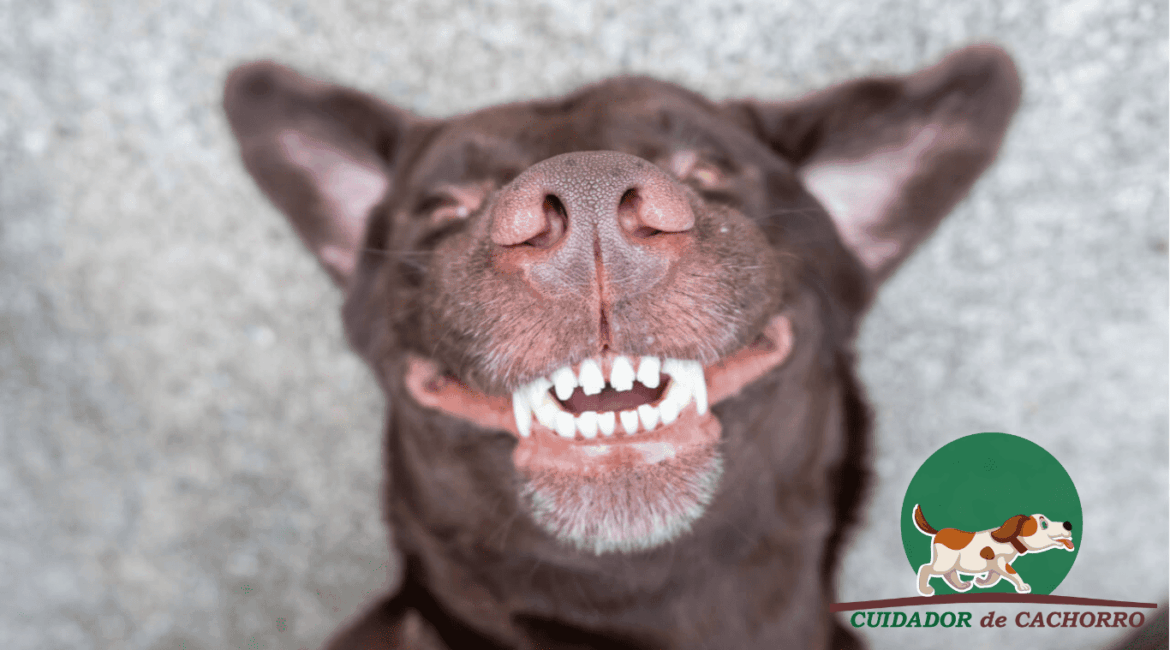 Dentes dos cães batem