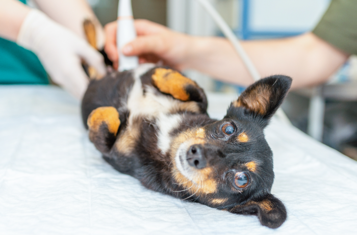 Diagnóstico de Eclâmpsia em Cachorro