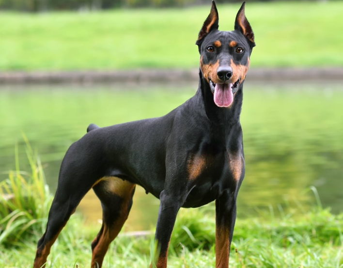 Doberman perto da lagoa fazendo pose