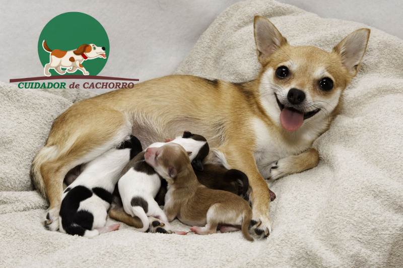 Eclâmpsia em cachorro