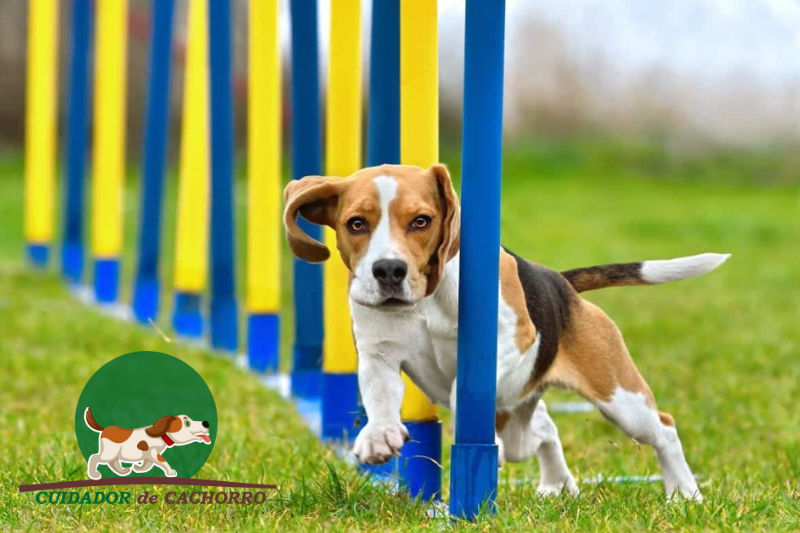 esporte canino