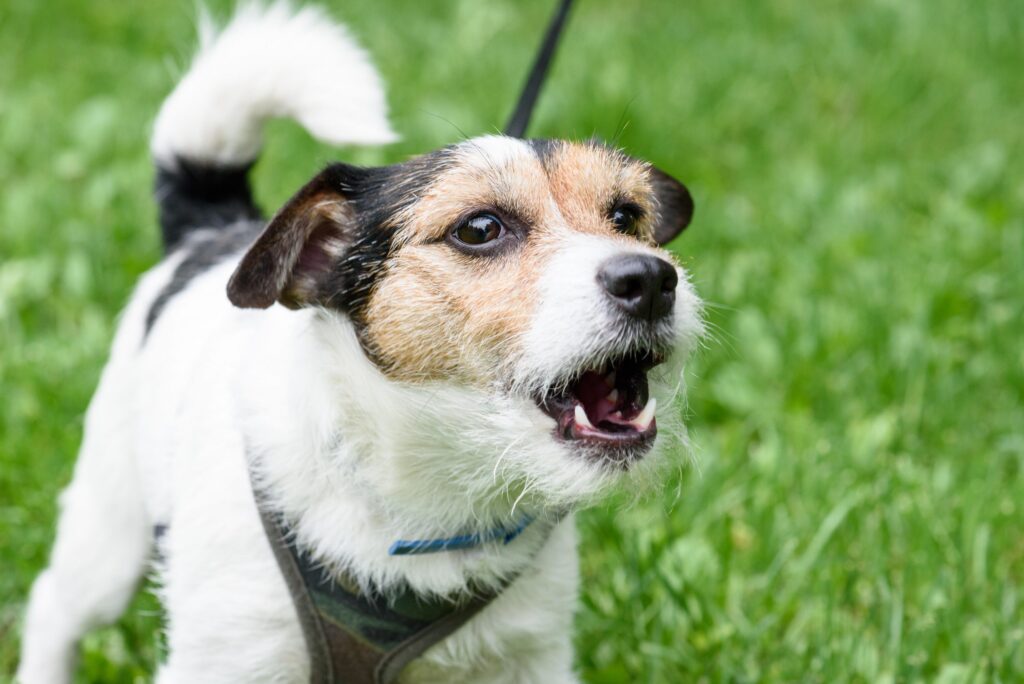 Fazer cachorro parar de latir do jeito certo
