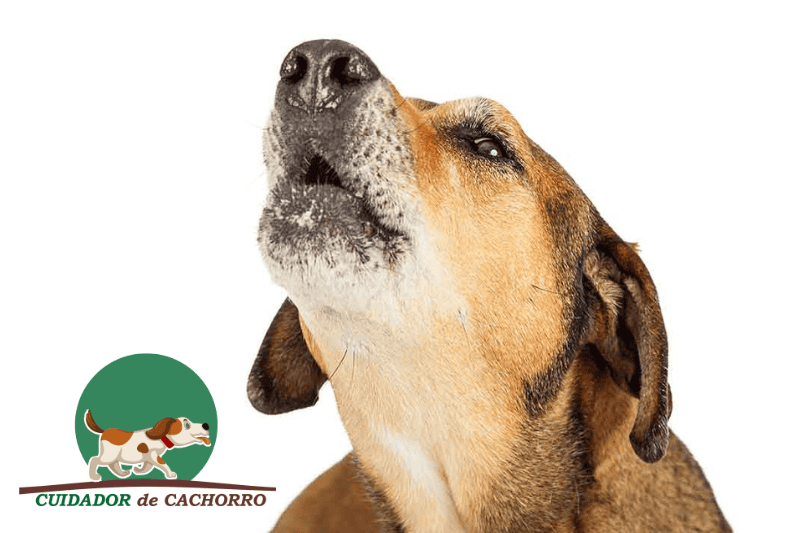 Fazer cachorro parar de latir