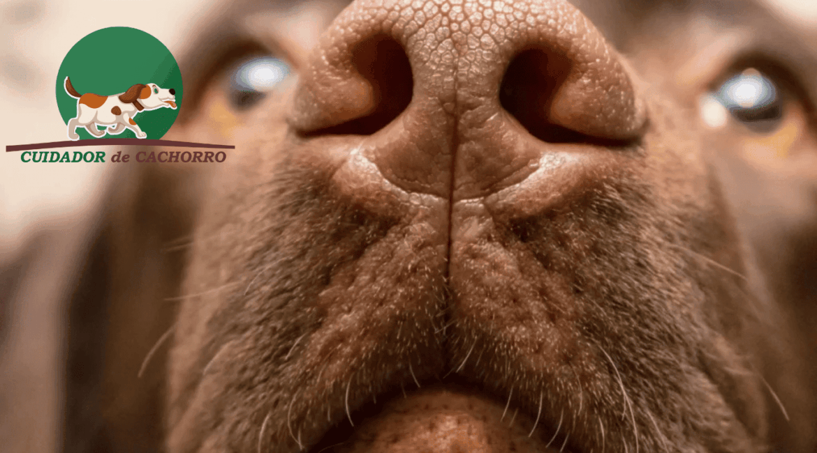 Focinho de cachorro