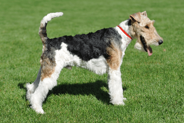 Fox Terrier explosão de energia