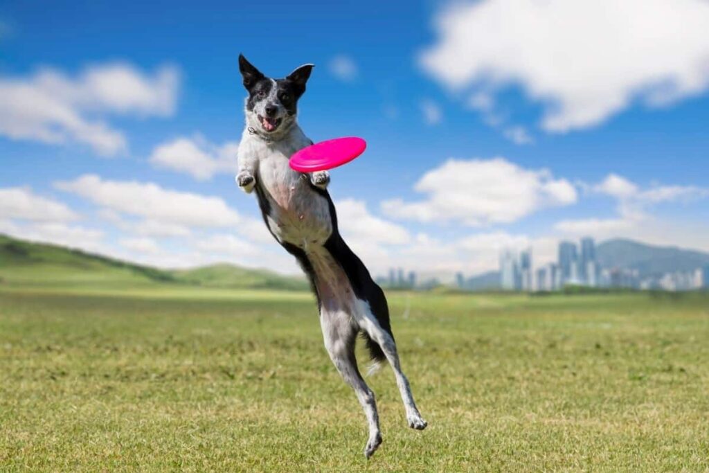 Frisbee Canino