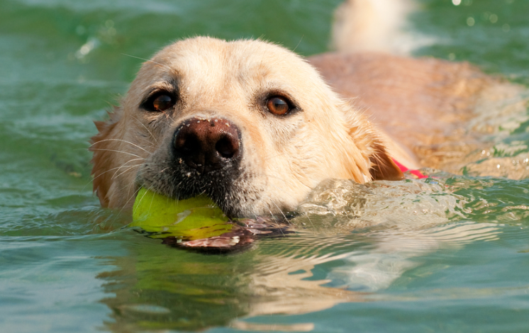 Golden retriever ama agua