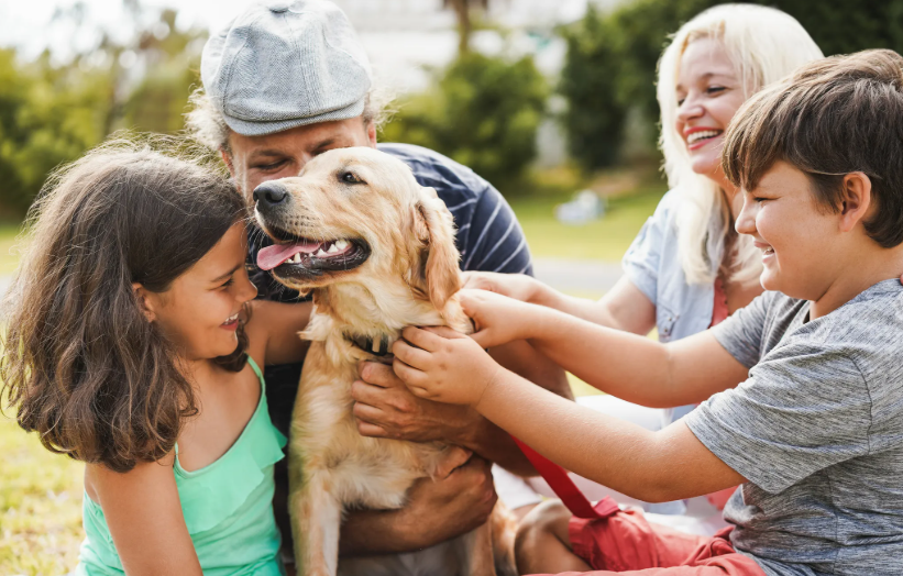 Golden retriever é bem familia