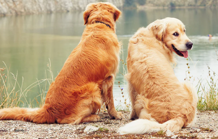 Golden retriever tem bastante energia