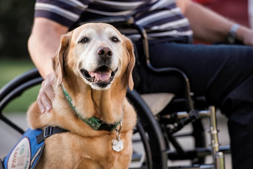 Importância cão de serviço