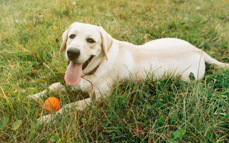 Labrador Retriever na grama brincando com a bola
