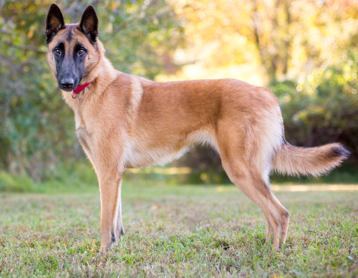 Malinois Belga na grama admirando a natureza