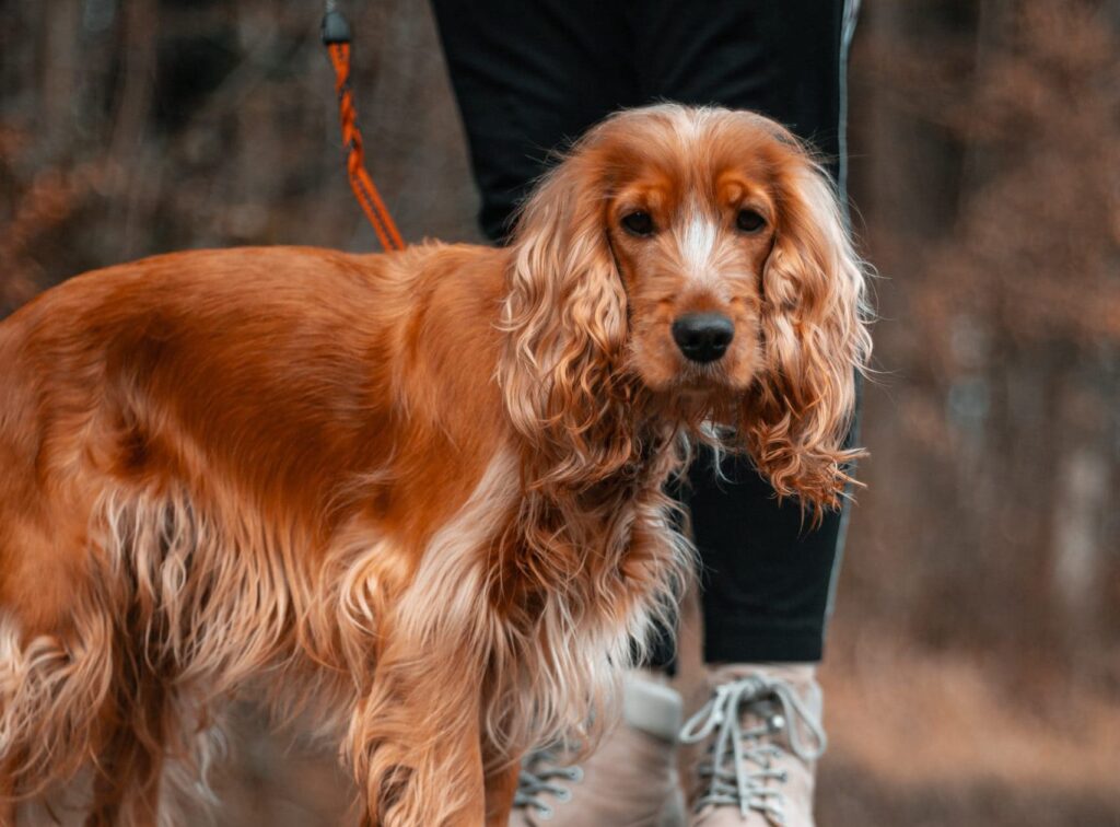 Maneiras simples de manter a pelagem do seu cão brilhante
