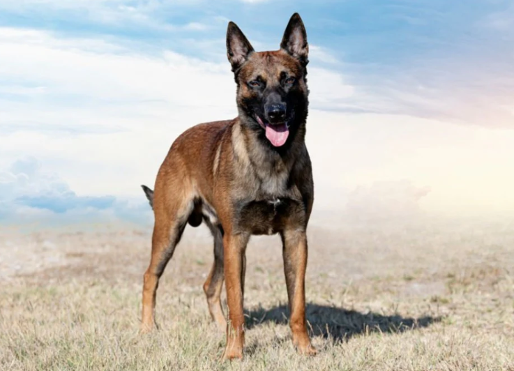 Pastor Alemão o protetor