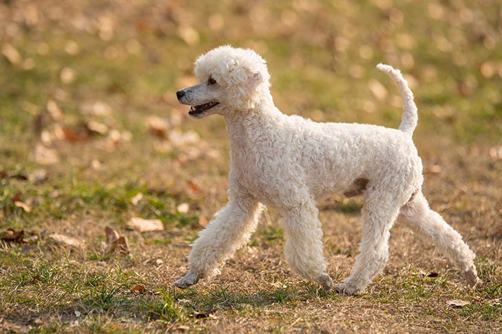 Poodle esperto