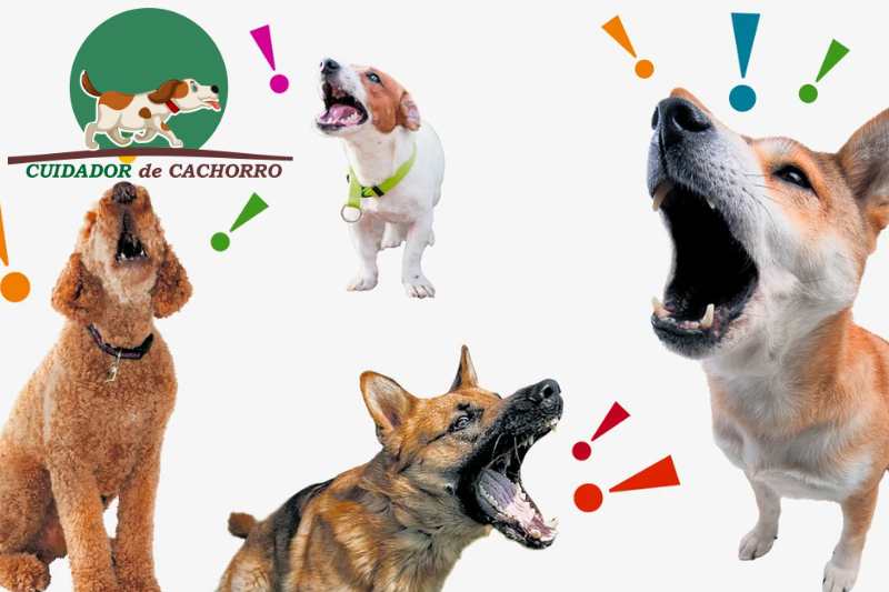 Raças de cachorro que mais latem