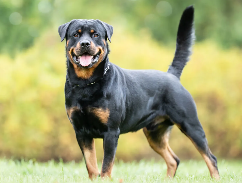 Rottweiler na grama de casa