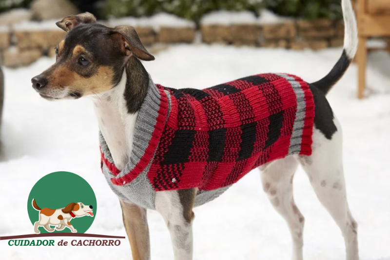 Roupa para cachorro