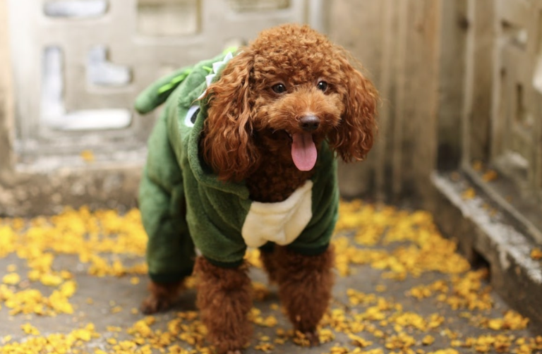 Roupas com muito estilo para cães