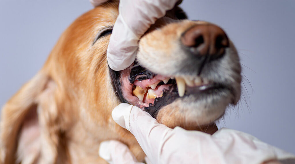 Saúde dental do cachorro