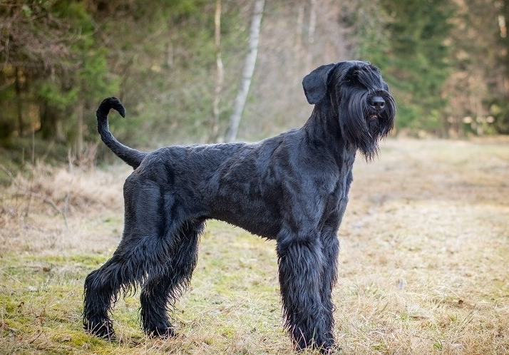 Schnauzer Gigante na floresta