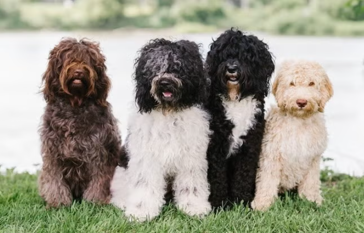 Socialização do Cachorro Barbet
